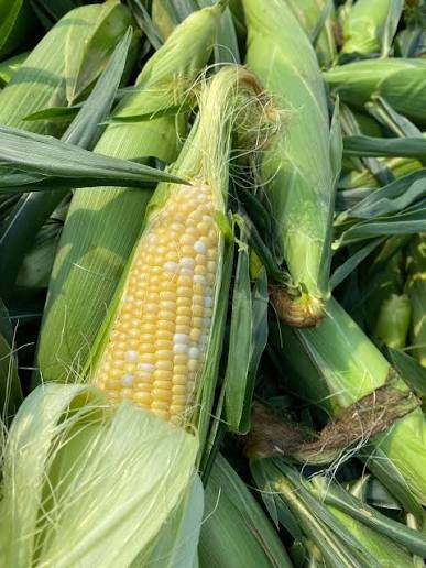 Maize (Corn)