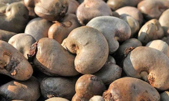 Cashew Kernels