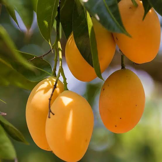 Alphonso Mango