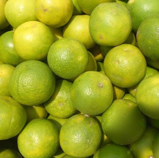 Sweet Lime (Mosambi)